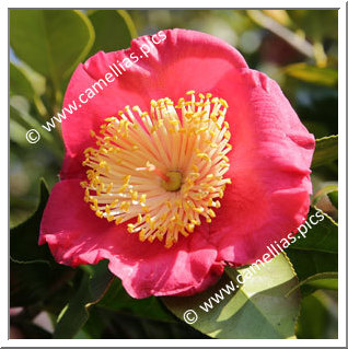 Camellia Camellia Japonica de Higo 'Shugetsu'