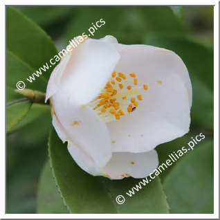 Camellia Hybrid 'Shunpû'