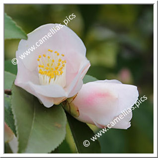 Camellia Hybrid 'Shunpû'