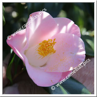 Camellia Japonica 'Shûran'