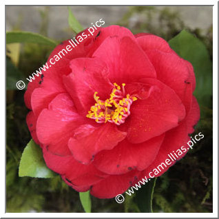 Camellia Japonica 'Shusugasane'