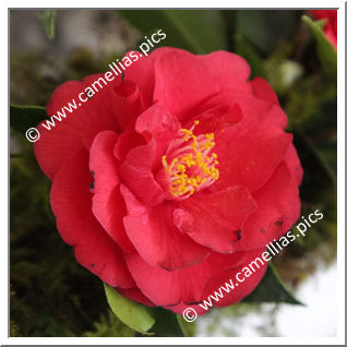 Camellia Japonica 'Shusugasane'