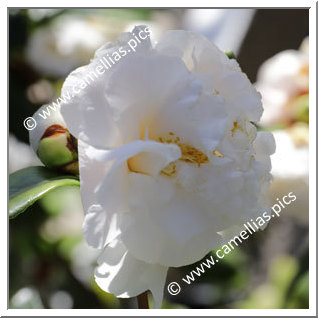 Camellia Japonica 'Silver Anniversary'