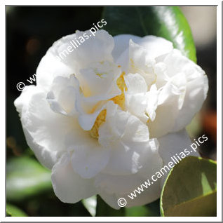 Camellia Japonica 'Silver Anniversary'