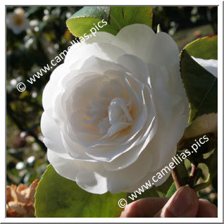 Camellia Japonica 'Silver Chalice'
