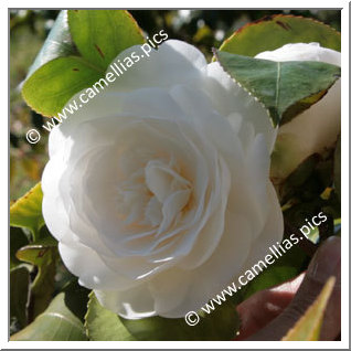 Camellia Japonica 'Silver Chalice'