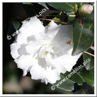 Camellia Sasanqua 'Silver Dollar '