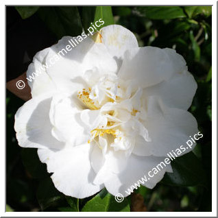 Camellia Japonica 'Silver Lace'
