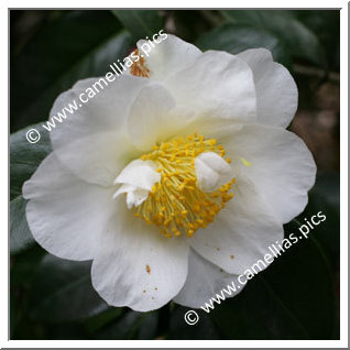Camellia Japonica 'Silver Mayer'