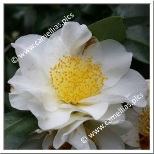 Camellia Japonica 'Silver Mayer'