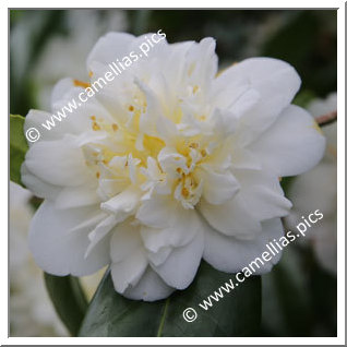 Camellia Japonica 'Silver Ruffles'
