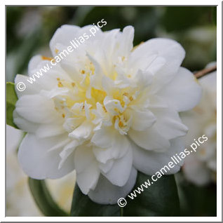 Camellia Japonica 'Silver Ruffles'