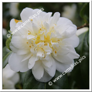 Camellia Japonica 'Silver Ruffles'