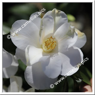 Camellia Japonica 'Silver Tower'