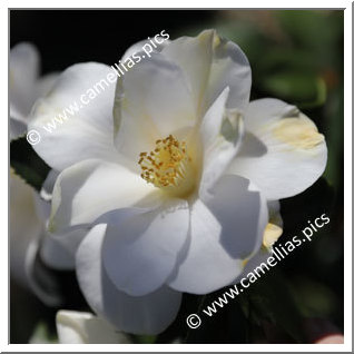 Camellia Japonica 'Silver Tower'