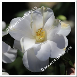 Camellia Japonica 'Silver Tower'