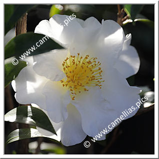 Camellia Japonica 'Silver Waves'