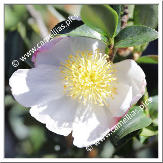 Camellia Japonica 'Silverado'