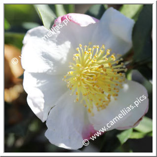 Camellia Japonica 'Silverado'