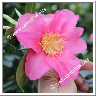 Camellia Hybrid C.x williamsii 'Simon Bolitho'