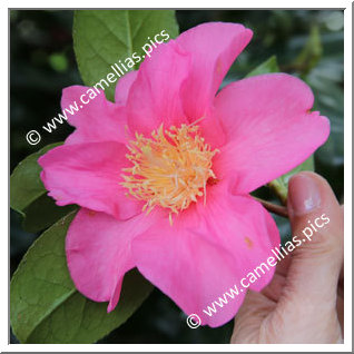 Camellia Hybride C.x williamsii 'Simon Bolitho'