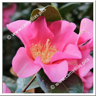 Camellia Hybrid C.x williamsii 'Simon Bolitho'