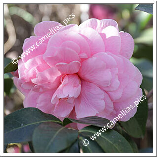 Camellia Reticulata 'Simpatica'