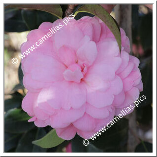 Camellia Reticulata 'Simpatica'