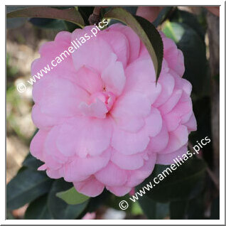 Camellia Reticulata 'Simpatica'