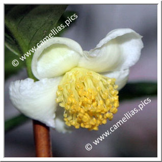 Camellia Botanique C. sinensis