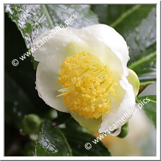 Camellia Species 'C. sinensis'