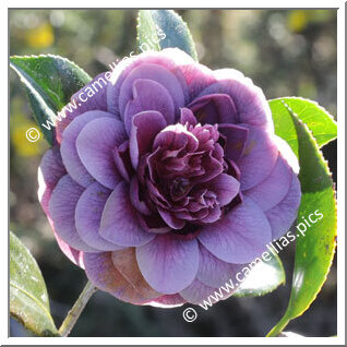 Camellia Japonica 'Sir Victor Davies'