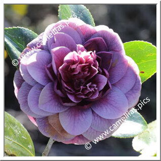 Camellia Japonica 'Sir Victor Davies'