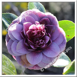 Camellia Japonica 'Sir Victor Davies'