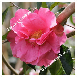 Camellia Reticulata 'Sissi '