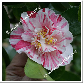Camellia Japonica 'Smellie Nellie'