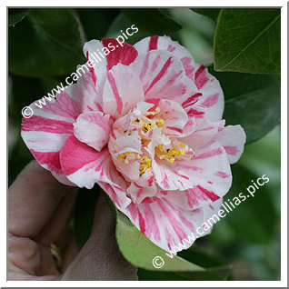 Camellia Japonica 'Smellie Nellie'