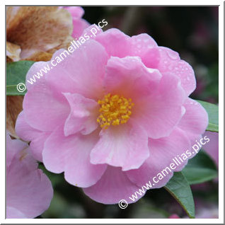 Camellia Hybrid 'Snippet'