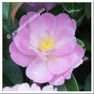 Camellia Hybrid 'Snippet'