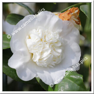 Camellia Japonica 'Snow'