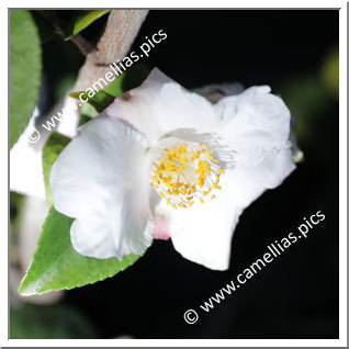 Camellia Hybride 'Snow Drop'