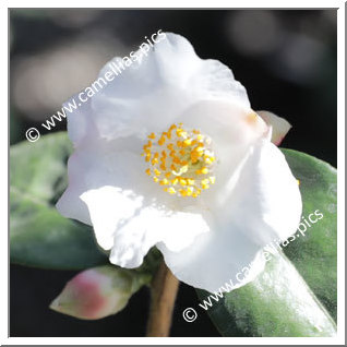 Camellia Hybrid 'Snow Drop'