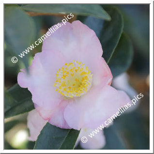 Camellia Hybrid 'Snow Drop Cascade'