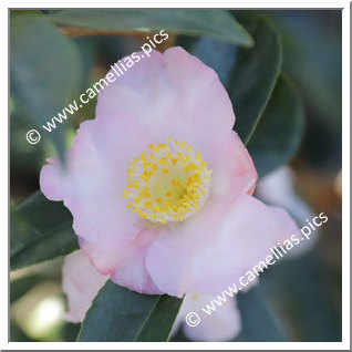 Camellia Hybride 'Snow Drop Cascade'