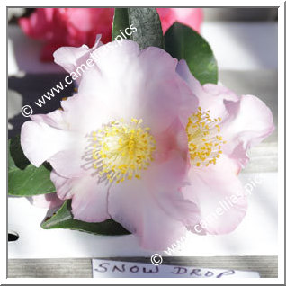 Camellia Hybrid 'Snow Drop Cascade'