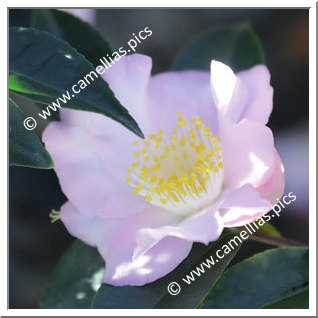 Camellia Hybride 'Snow Drop Cascade'