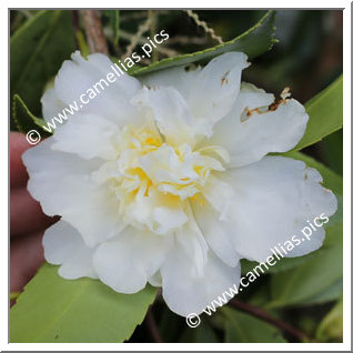 Camellia Hybrid 'Snow Flurry'