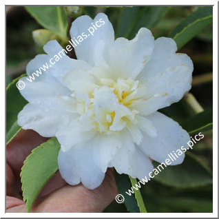 Camellia Hybrid 'Snow Flurry'