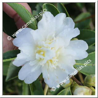 Camellia Hybride 'Snow Flurry'