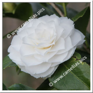 Camellia Japonica 'Snow White'